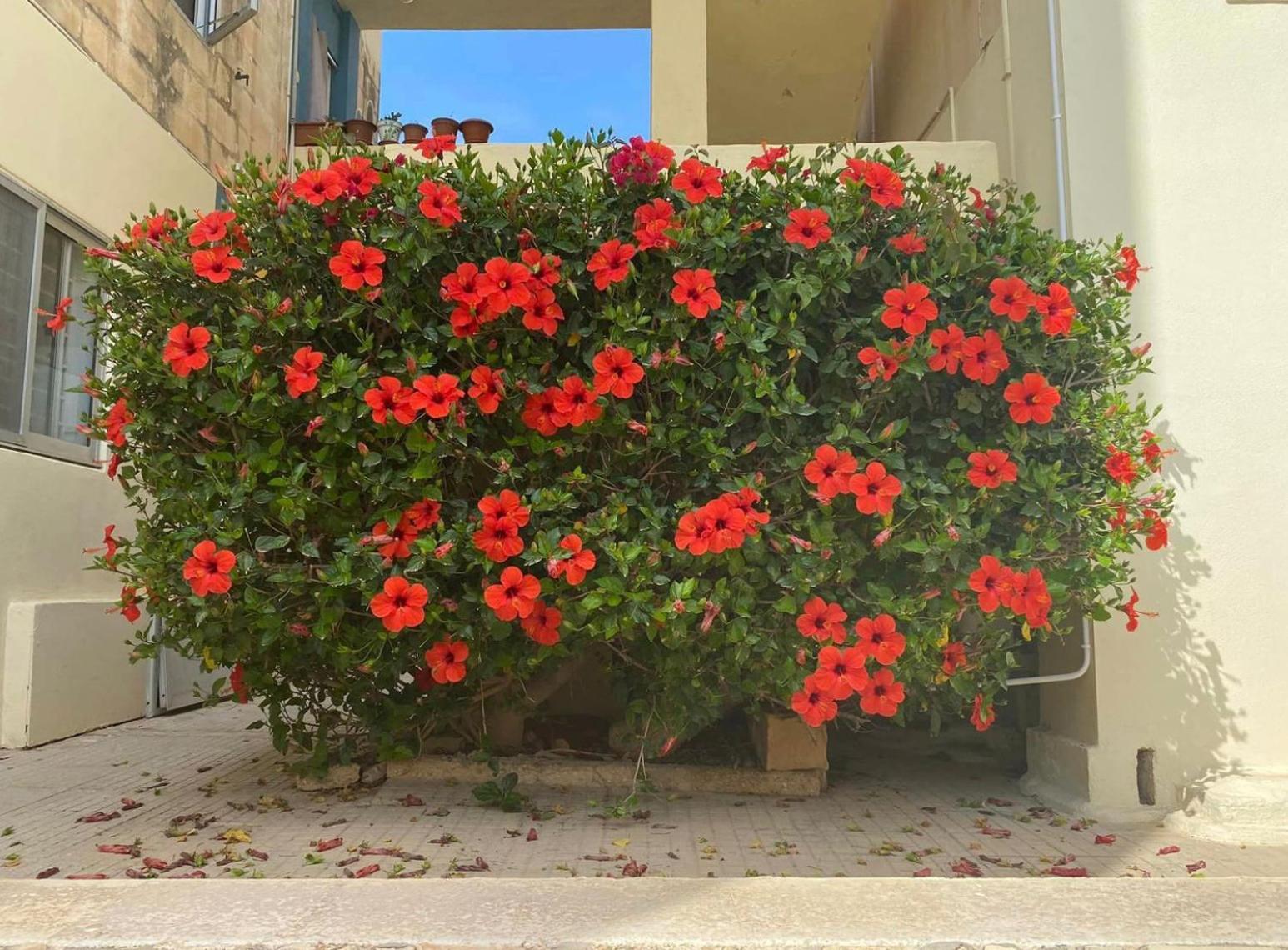 Beautiful Flat With Swimming-pool & Seaview Apartment
